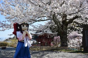 満開になった當麻寺奥院の桜の木の下にたたずむ蓮花ちゃんの写真。背後に當麻寺の三重塔2基が確認できる。