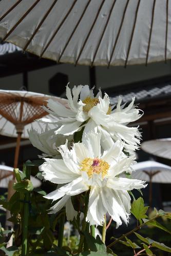 【優秀賞】中将姫の祈り、牡丹に宿りて