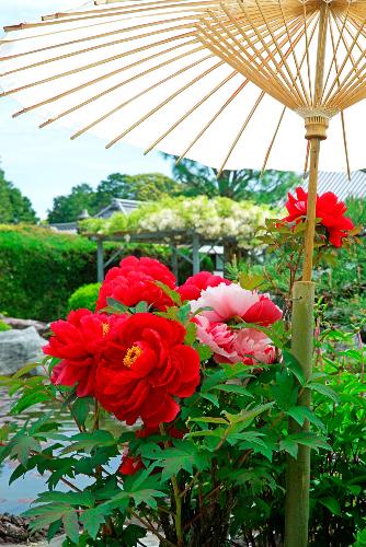 【特別賞】真紅の大輪の花