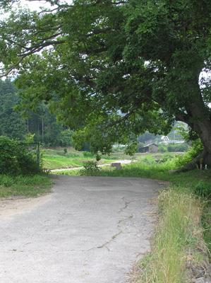 田舎風景を感じさせる坂道や大木の写真