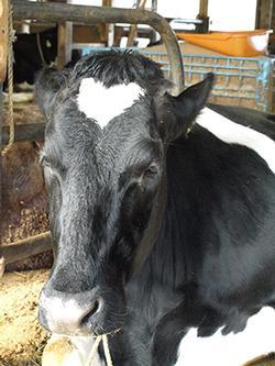 牛舎で飼育されている牛の写真