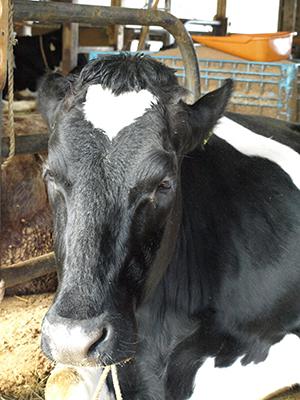 白いハート型の模様が額にある乳牛のミルちゃんの写真
