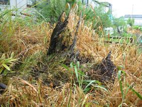 平成8年の台風によりねじれたように折れてしまった大畑の一本松の写真