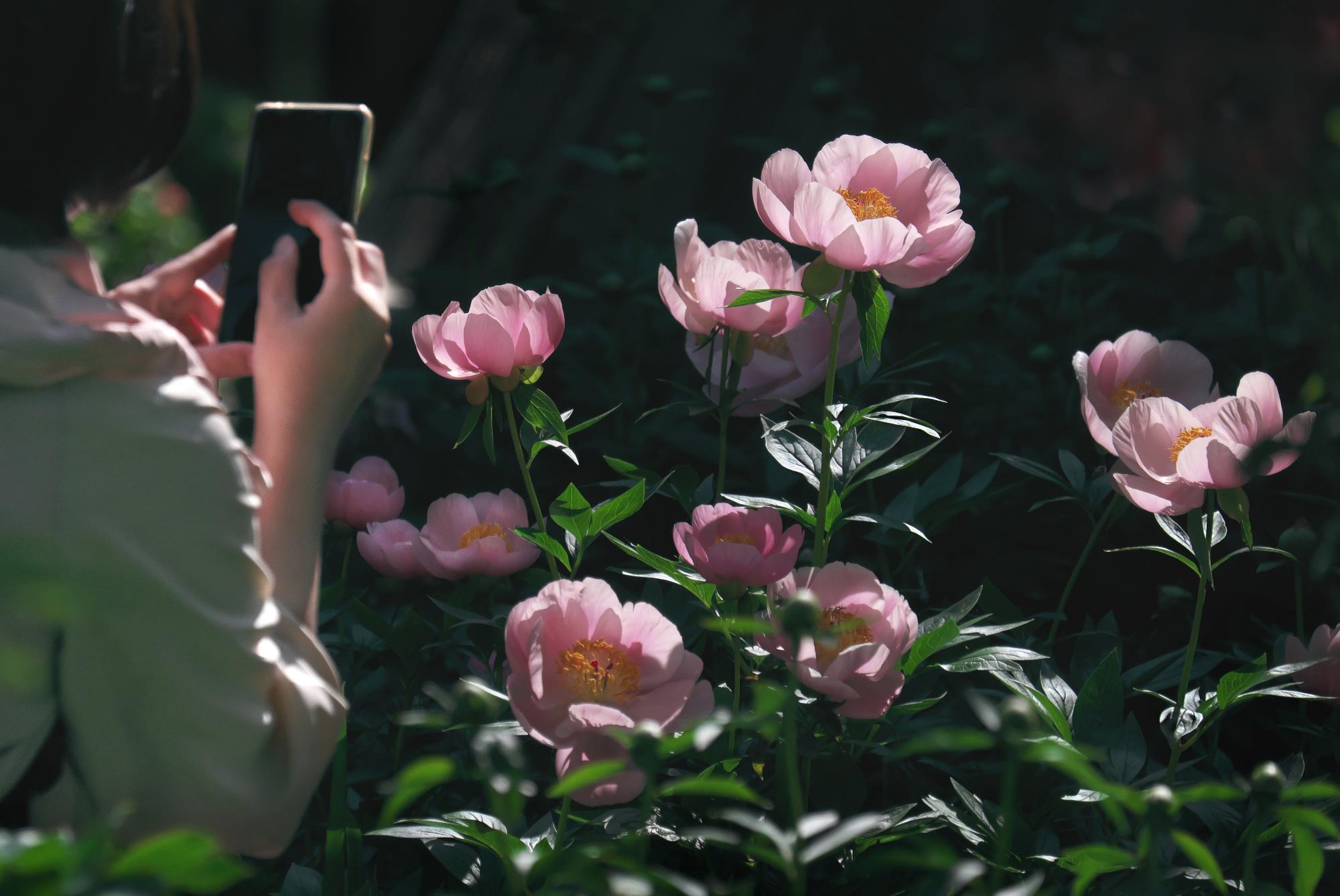 令和7年度當麻の里ぼたん祭りフォトコンテスト最優秀賞作品