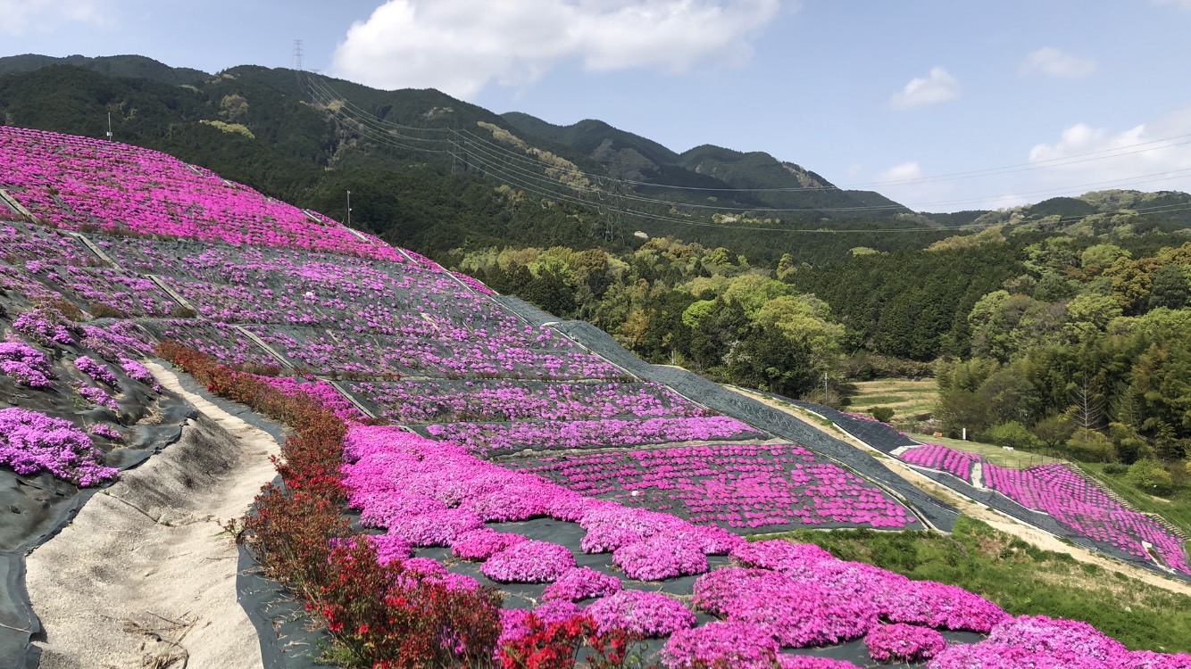 芝桜満開00