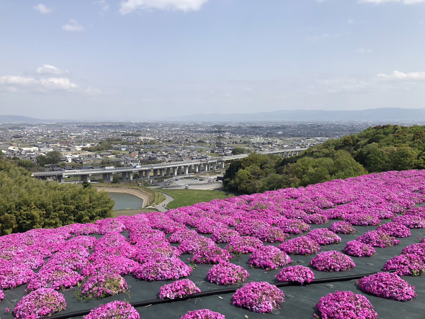 芝桜満開03