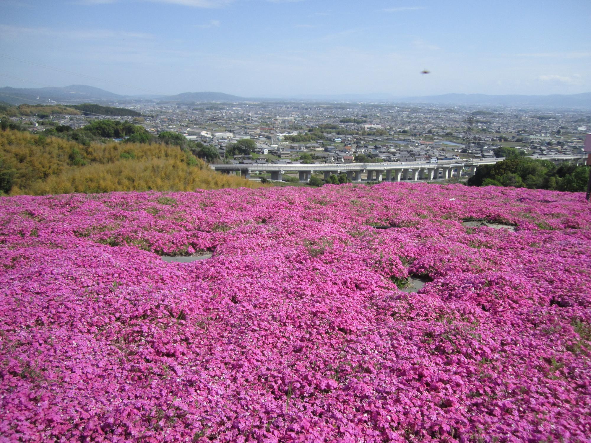 芝桜（しあわせの森公園）／葛城市
