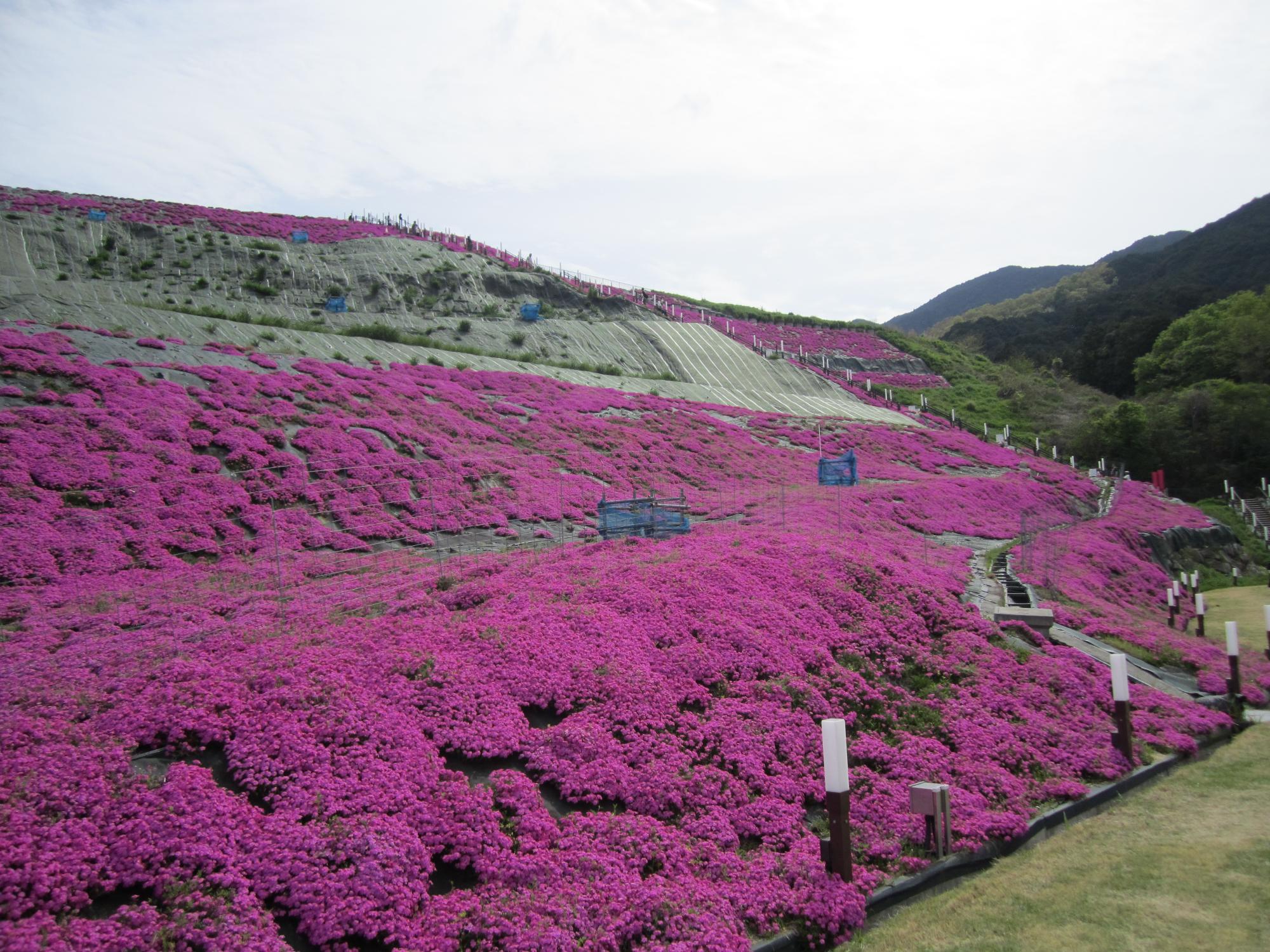 芝桜 各種 確認用 芝桜（しあわせの森公園）／葛城市