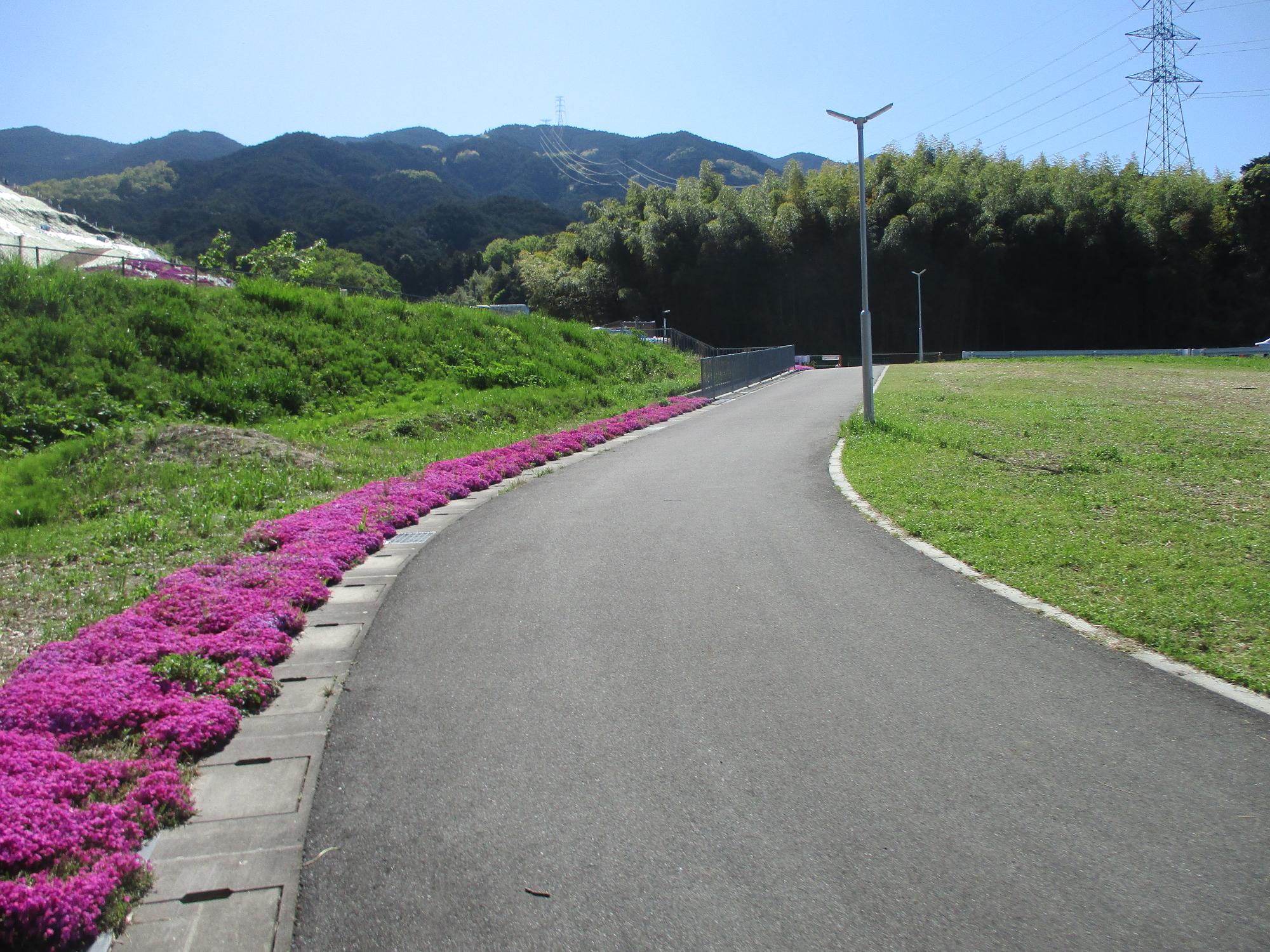 芝桜満開03