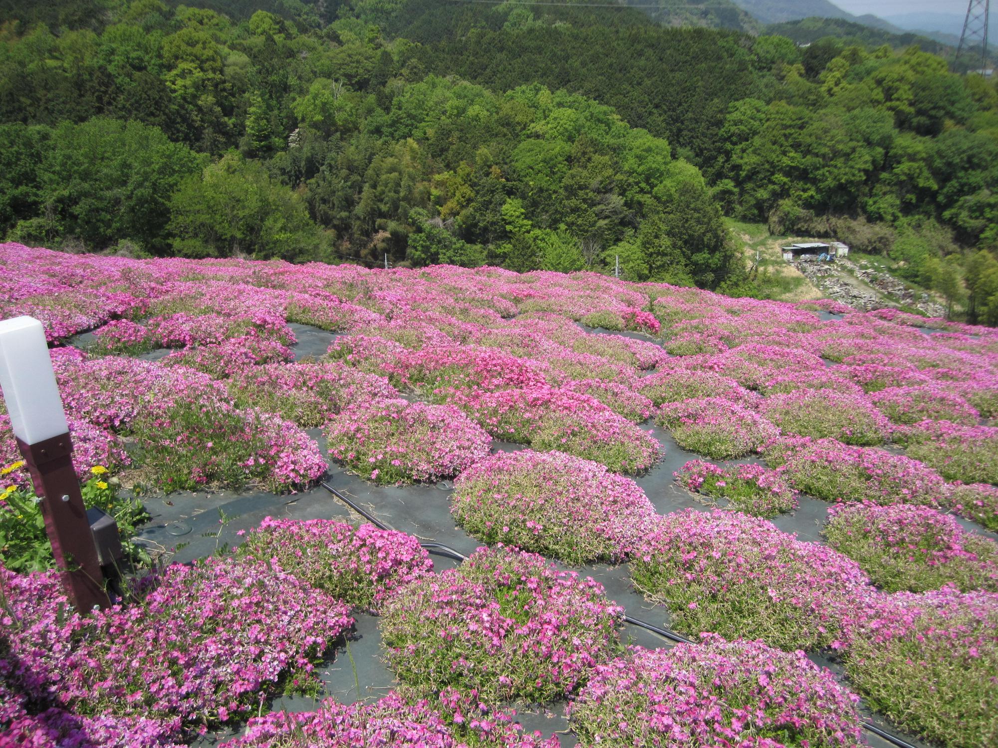 芝桜