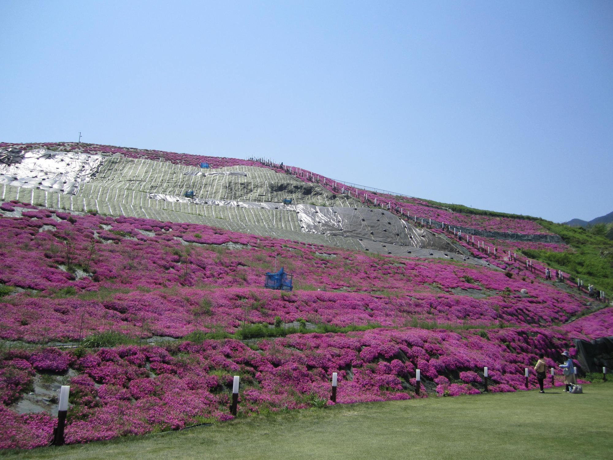 芝桜