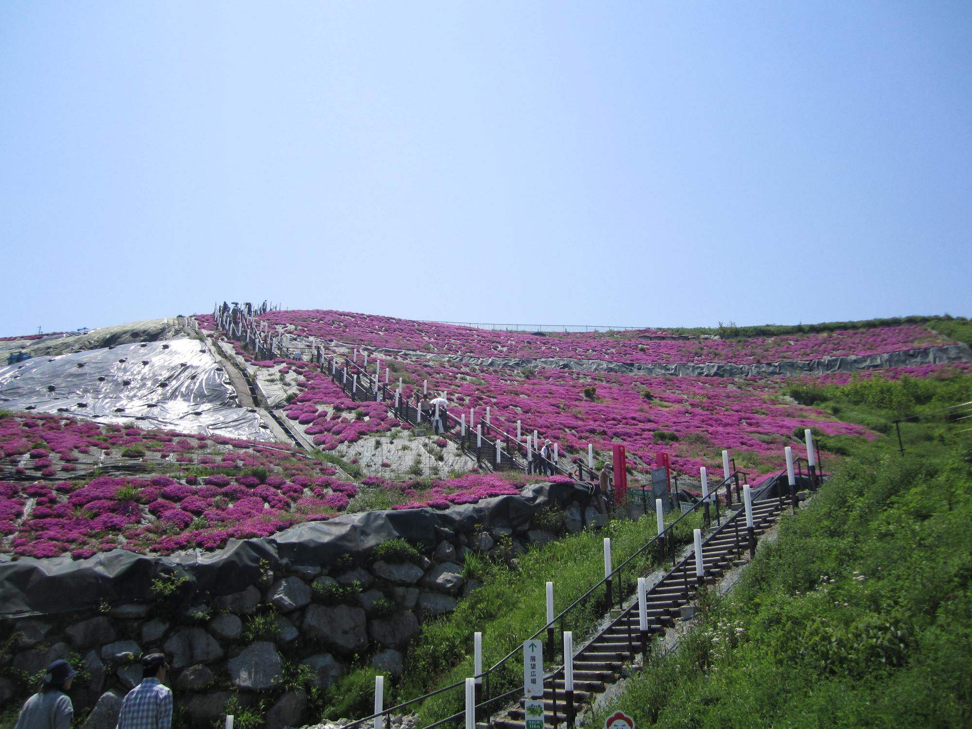 芝桜
