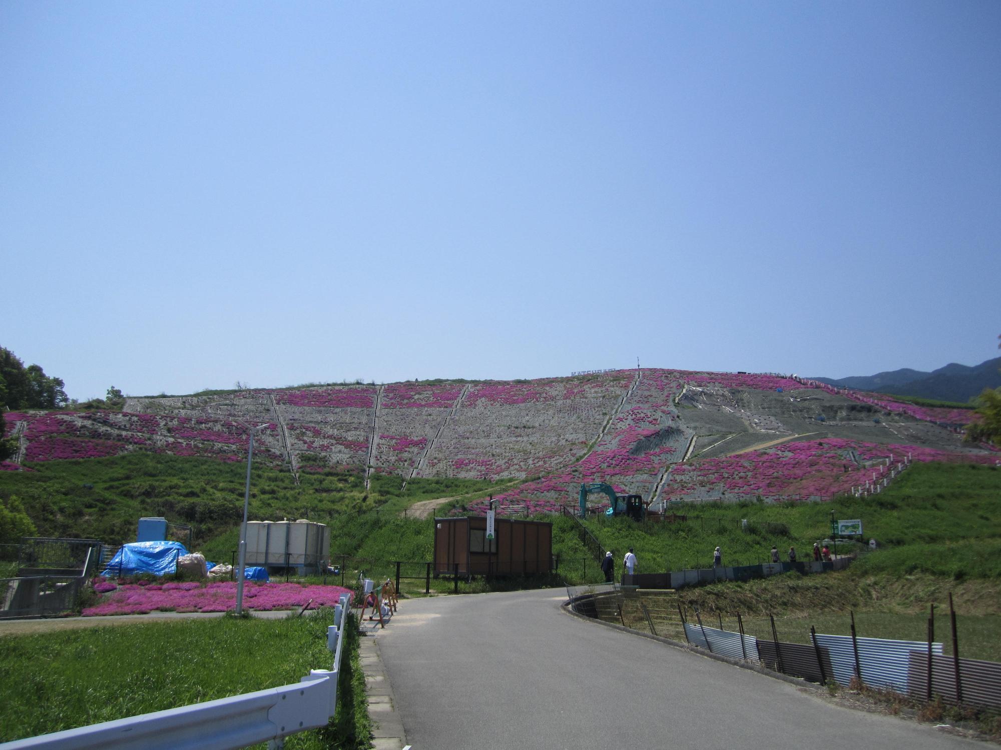 芝桜