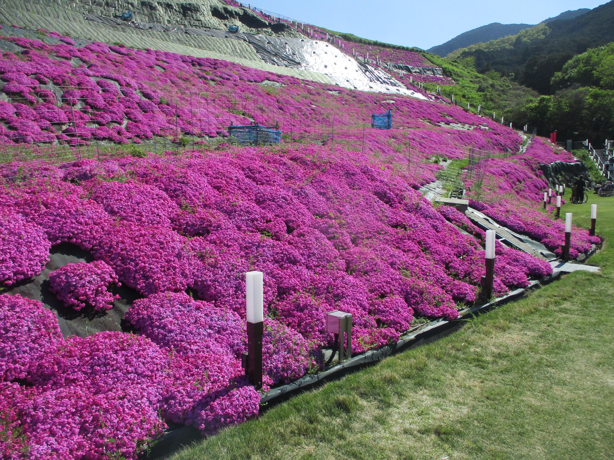 芝桜満開00
