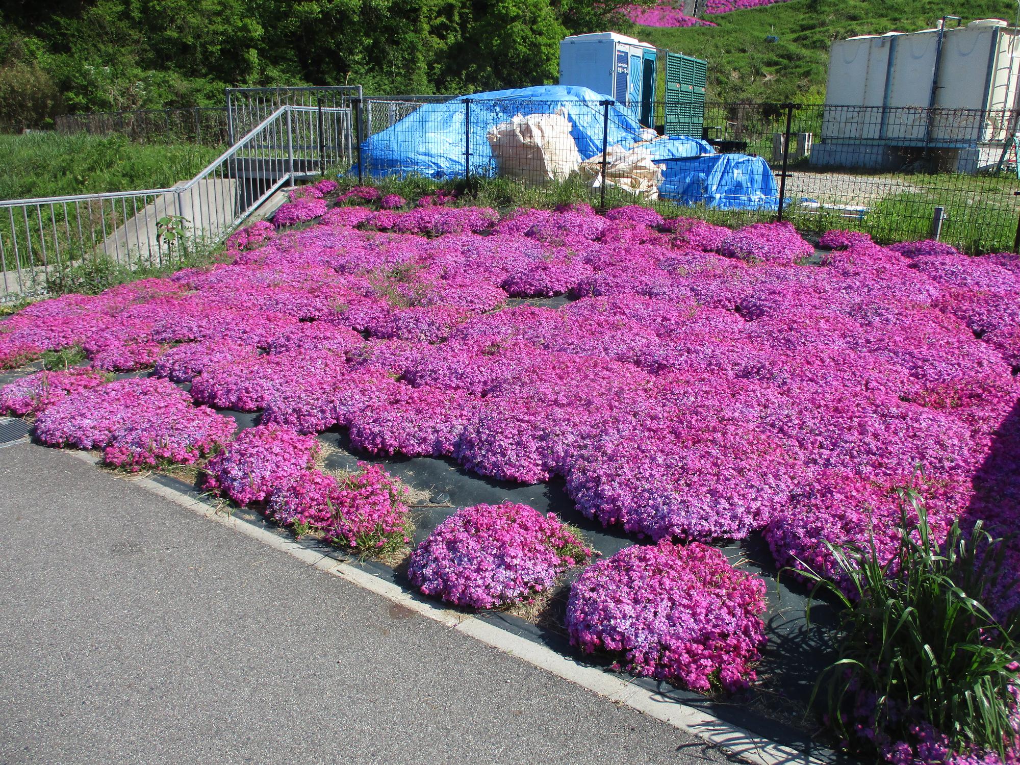 芝桜満開111