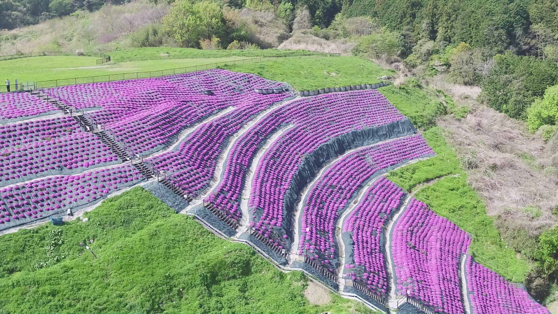 芝桜満開111