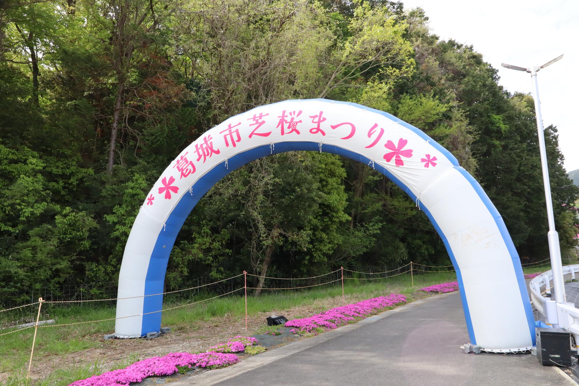 shibazakuramaturi2026_1