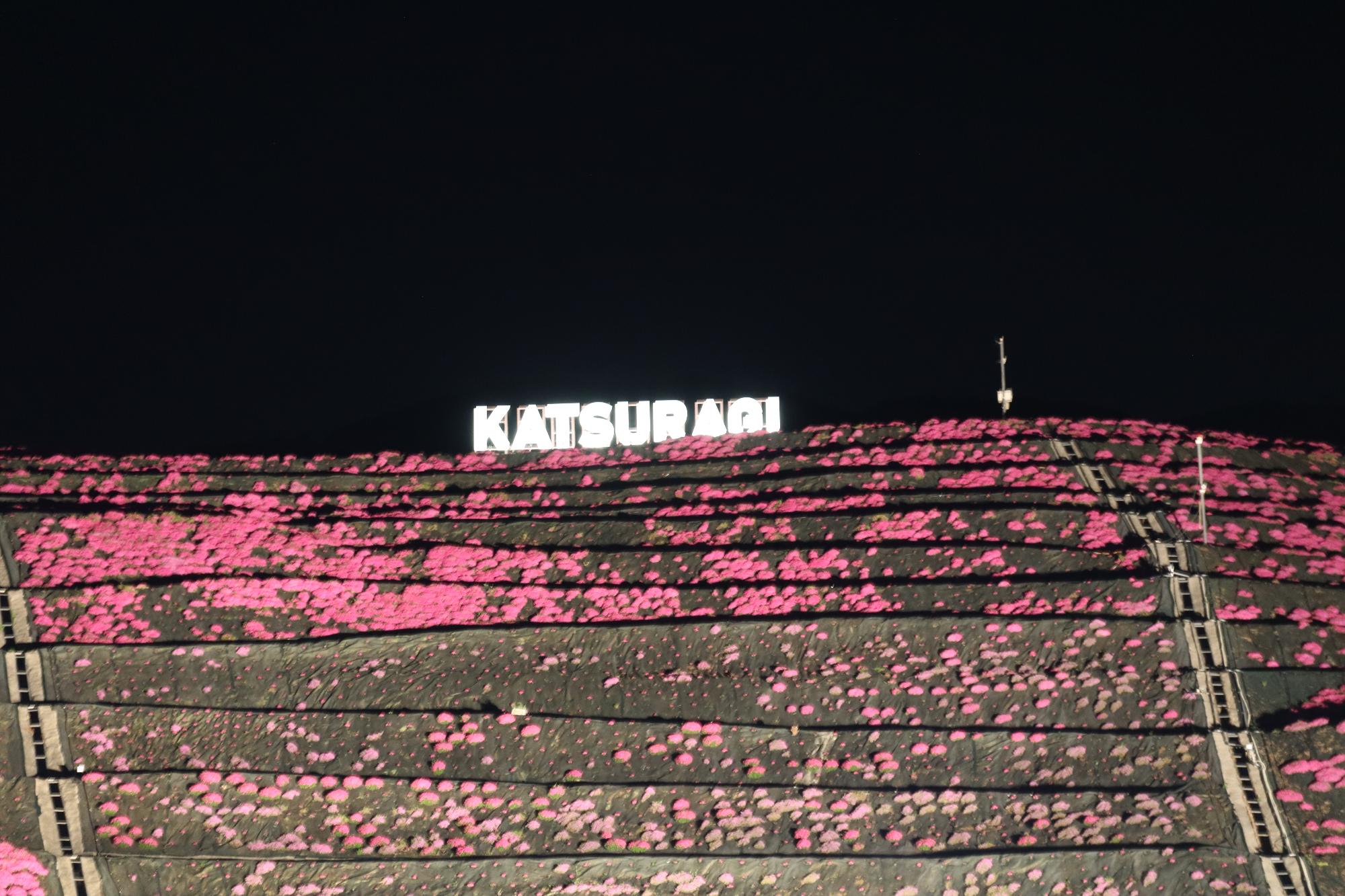 芝桜のライトアップ