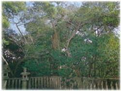 柵の後ろに枝葉が大きく伸びているいちいがしの木が立っている写真