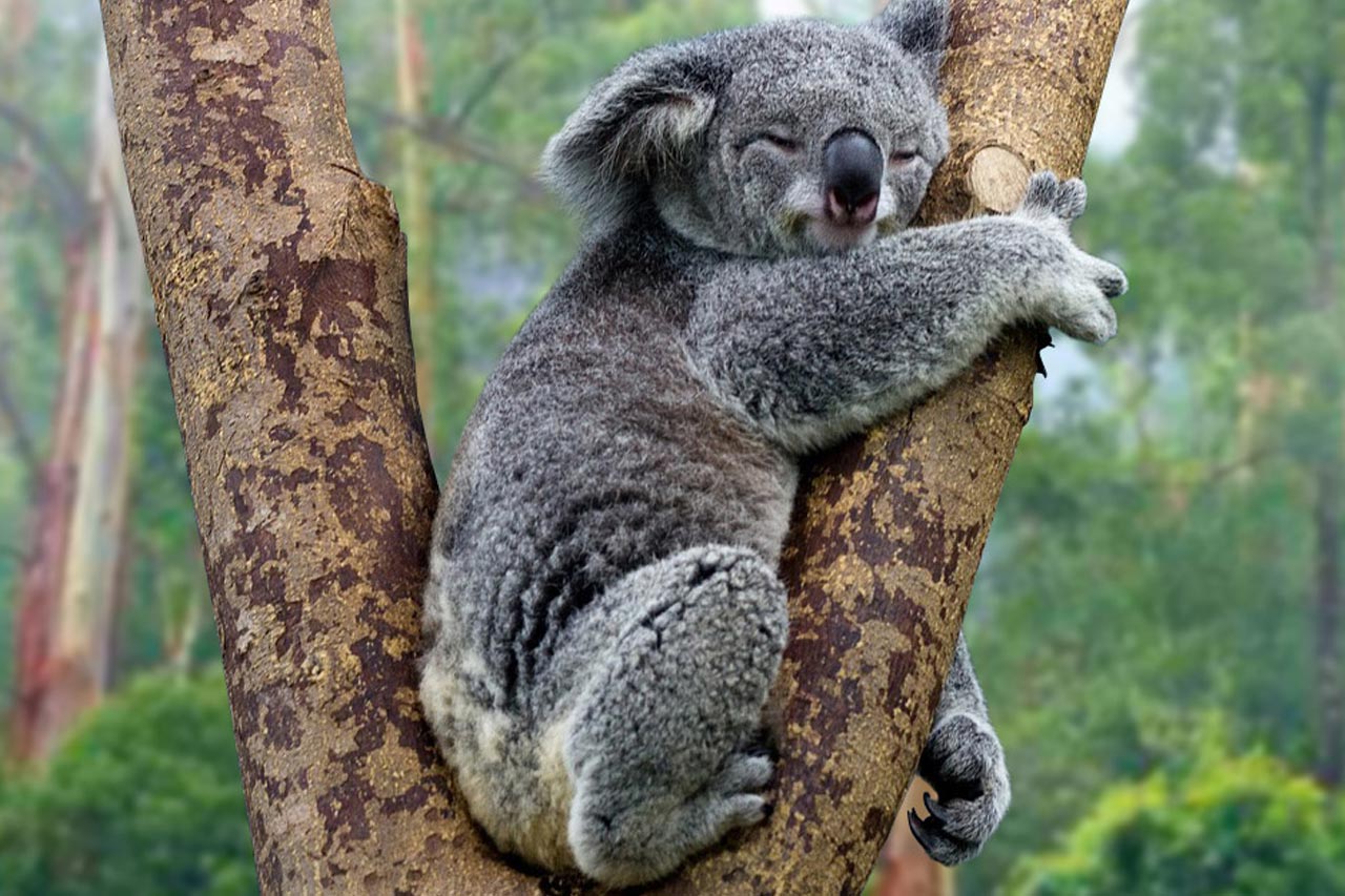 森でコアラが木を抱っこしている写真