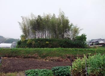 田畑に囲まれて立地する上部に木々が生い茂る鍋塚古墳の写真