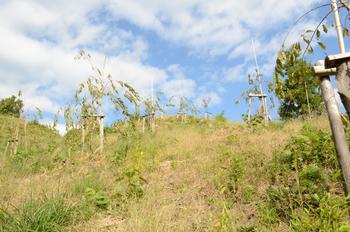 青空が広がる竹内古墳群史跡の丘の草原を下から見上げた写真