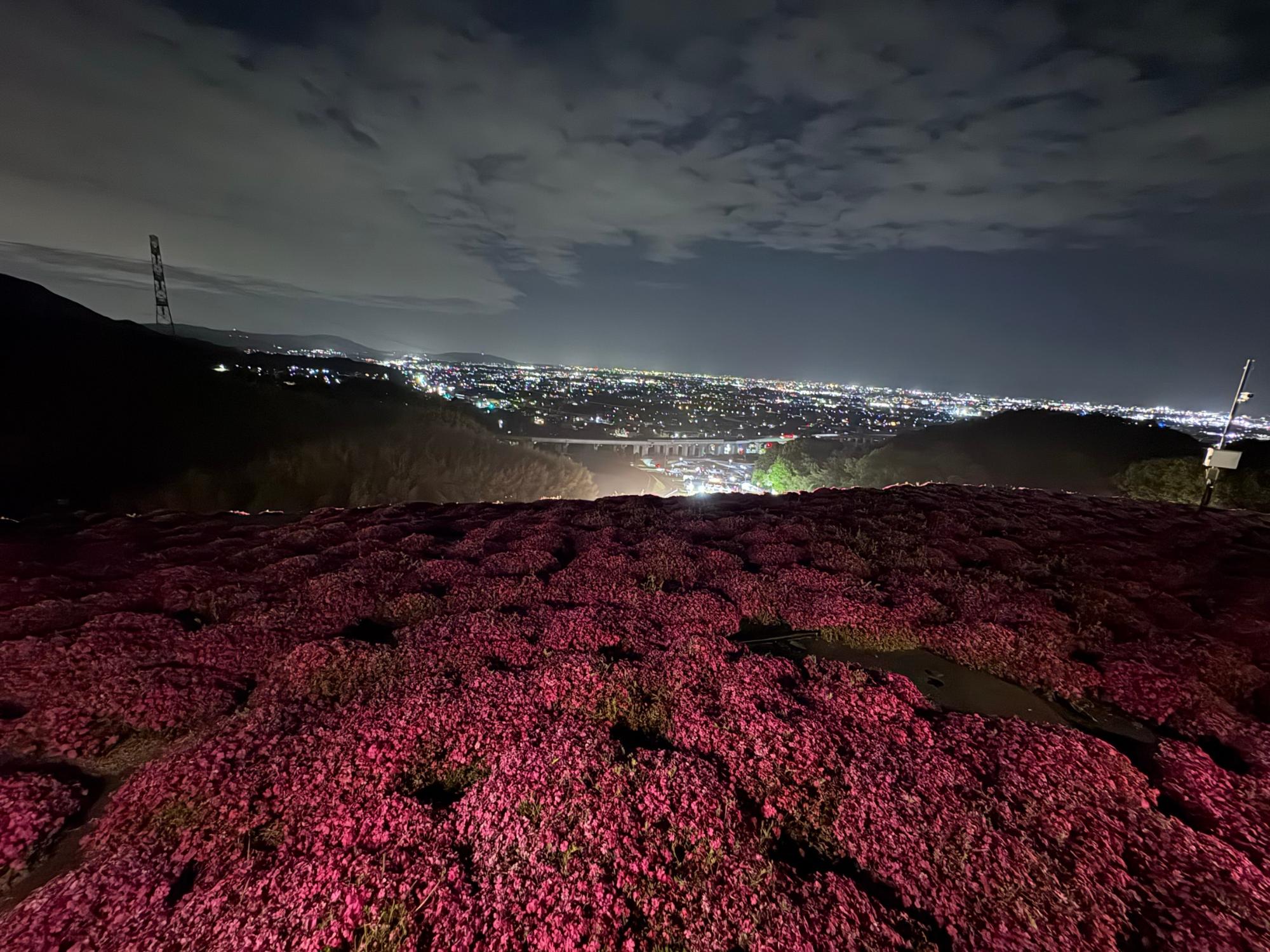 芝桜まつり2026の様子